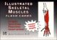 ILLUSTRATED SKELETAL MUSCLES FLASH CARDS