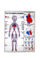 Chart Circulatory System, Simple, Each