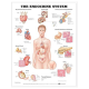 Chart Endocrine System, Each