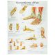 Chart Foot and Joints of Foot, Each