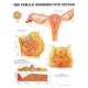 Chart Female Reproductive System, Each