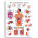 Chart Gastrointestinal System, Each