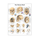 Poly Laminated Biological Chart, Human Skull, Each