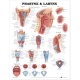 Chart Larynx, Each