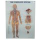 Poly Laminated Biological Chart, Lymphatic System, Each