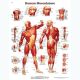 Human Muscular System Chart, Each