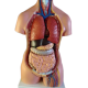 Human Torso Anatomical Model, Each (Fisher Hdm-100)