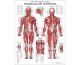 The Anatomical Male Muscular System - 2nd Edit