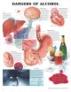 ACC Dangers of Alcohol Chart