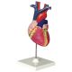 Human Heart Model, Life Size, 2 Parts, Each (QH3304-5)