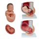 Human Pregnancy Model, Pelvis Section with Baby, 4 Parts, 38 x 25 x 40 cm